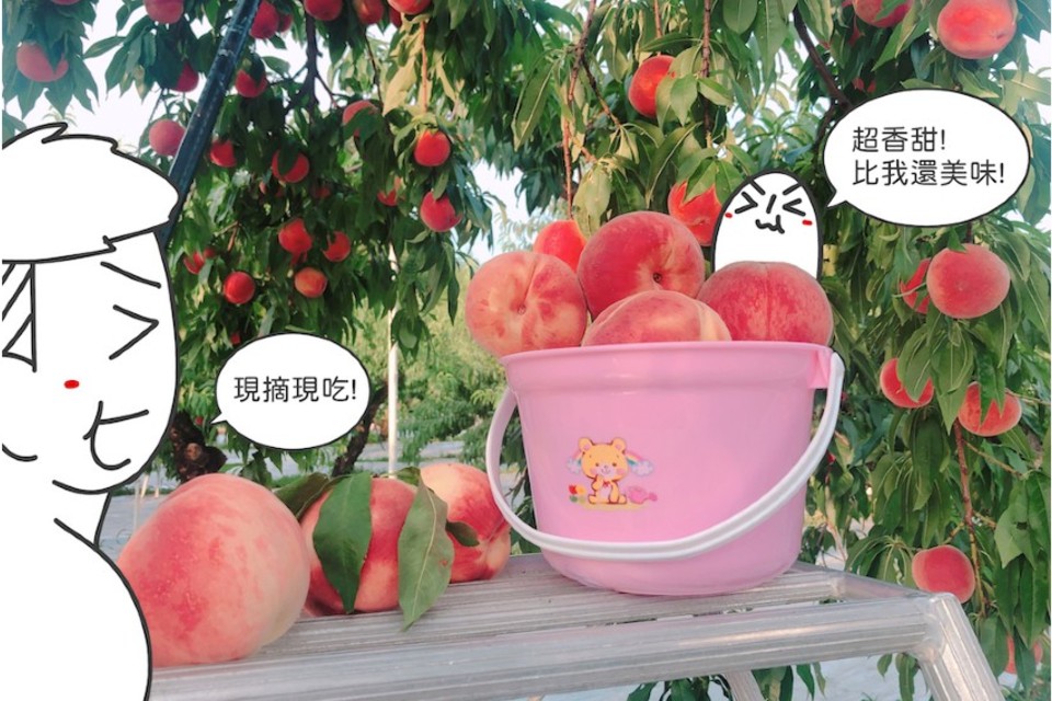 爵爵&貓叔 插畫 日本美食 水蜜桃